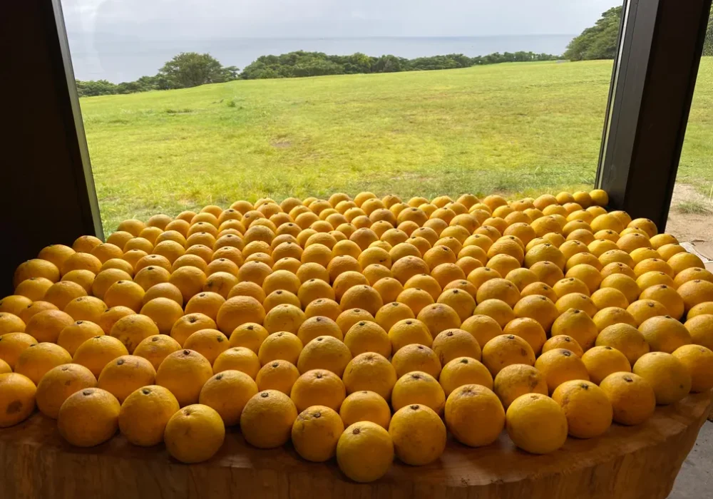 青果を惜しみなく使う生ジュース